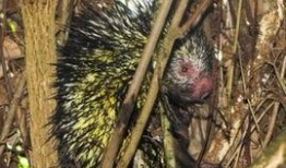 豪猪3.0最新爆料,揭秘科技巨头最新力作背后的秘密与突破