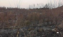 狮子山爆料视频最新,最新热点事件深度解析